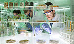 Hanf THC Analyse