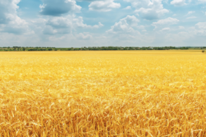Summen-Screeningverfahren