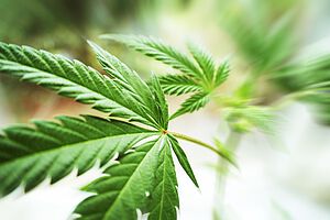Hanf, CBD, EFSA