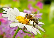 Bienen in Gefahr: EU-Staaten beschränken den Einsatz für Pflanzenschutzmittel mit Neonikotinoiden